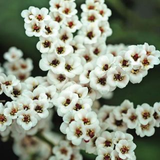 Bach Bergenia Thumbnail